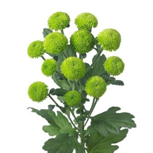 CRYS BOTON VERDE X TALLO