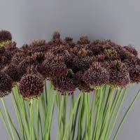 ALLIUM MIAMI   X TALLO