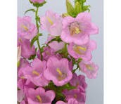 CAMPANULA ROSA 70CM