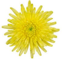 CHR UNIFLOR AMARILLO X TALLO