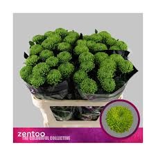 CHR UNIFLOR BOLA VERDE X TALLO