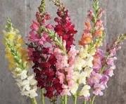ANTIRRINUM MIX HOLANDA x TALLO