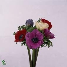 ANEMONAS MIX  X TALLO