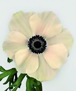 ANEMONAS BLANCA X TALLO