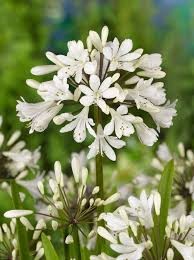 AGAPANTHUS BLANCO HOLANDA x TALLO