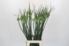ALLIUM MAGIC FRUTOS CERRADOS  X  TALLO