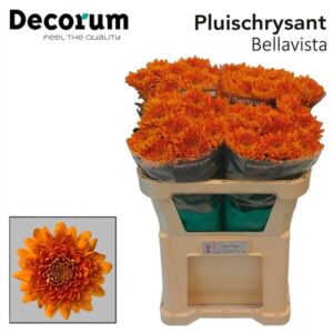CHR UNIFLOR  NARANJA   X TALLO