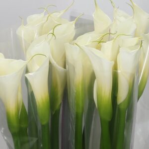 CALLA BLANCA GRANDE MCA