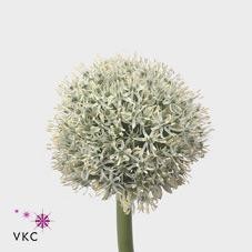 ALLIUM WHITE  X  TALLO