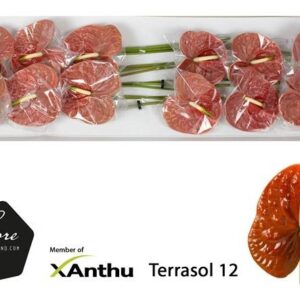 ANTH HOLAN TERRA X 10