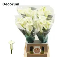 CALLA CRYSTALL BLUSH 50 CM X TALLO