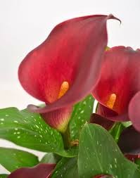 CALLA  ROJA 50  X TALLO
