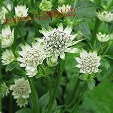 ASTRANTIA BLANCA 50CM X TALLO