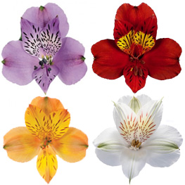 ALSTROEMERIA SURTIDA X TALLO