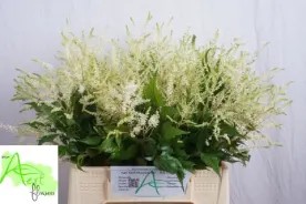 ASTILBE  BLANCO 55 CM X TALLO
