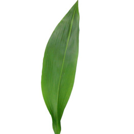 ASPIDISTRA 80CM POMO