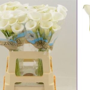 CALLA BLANCA  40/50 CM  X TALLO