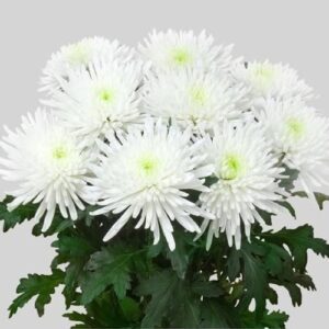 CHR UNIFLOR TOPSPIN  X TALLO