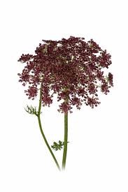 AMMIMAJUS DAUCUS  X TALLO