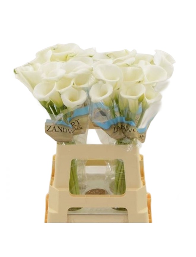CALLA CAP VENTURA 40/50  CM  X TALLO