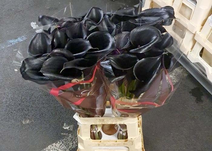 CALLA NEGRA X TALLO