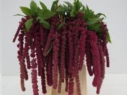 AMARANTHUS COLG  ROJO 80 CM X TALLO