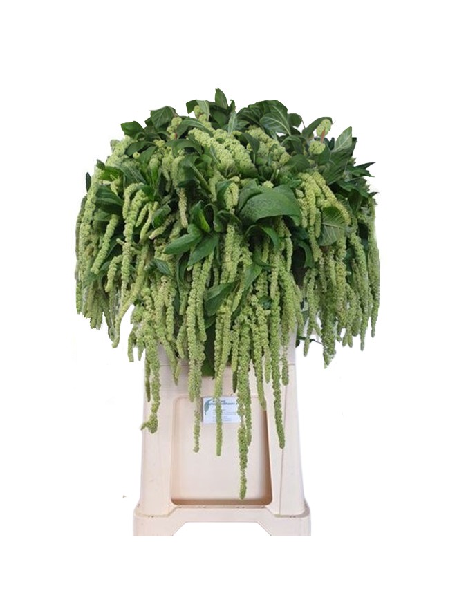 AMARANTHUS COLG VERDE 80CM  X TALLO