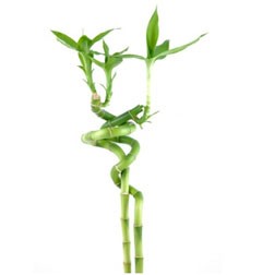BAMBU SPIRAL 60 CM X TALLO