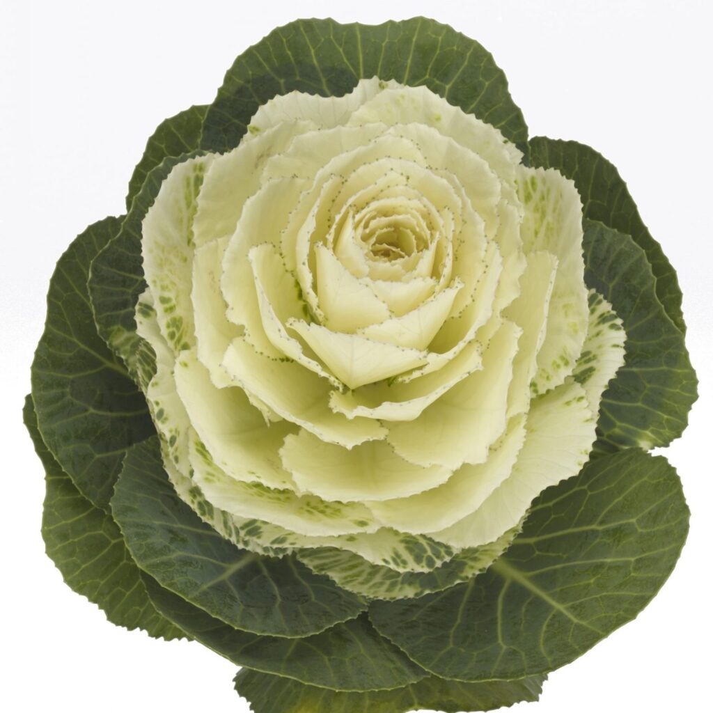 BRASSICA BLANCA/VERDE X TALLO