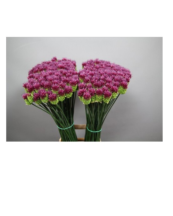 ALLIUM KOGEL 60CM  X TALLO