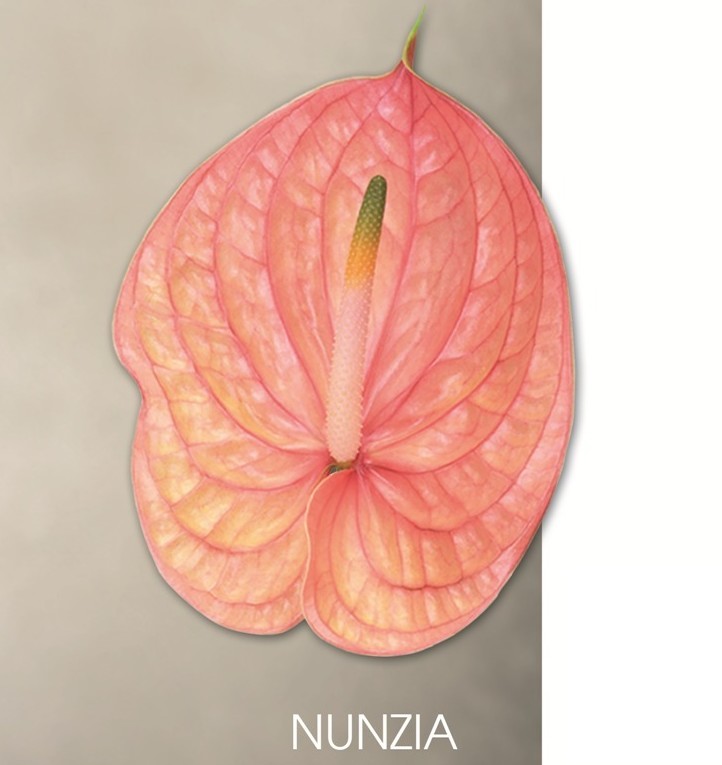 ANTH HOLAN NUNZIA  X 10