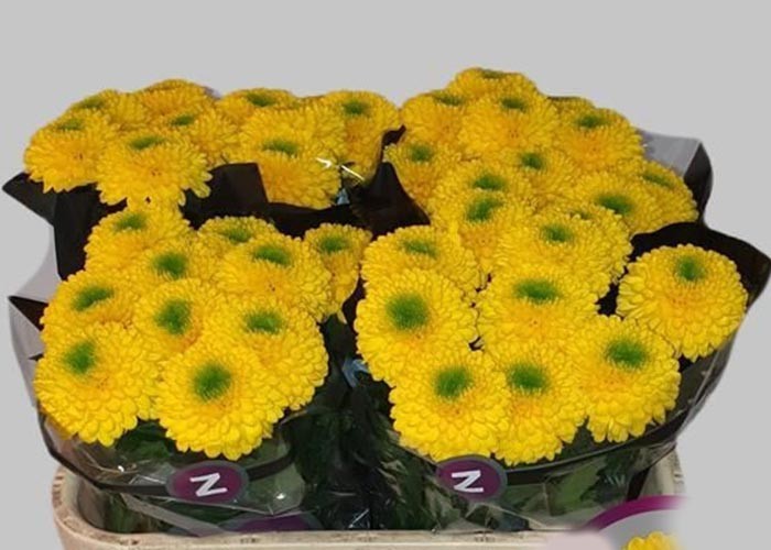 CHR UNIFLOR PIN PON AMARILLO X TALLO