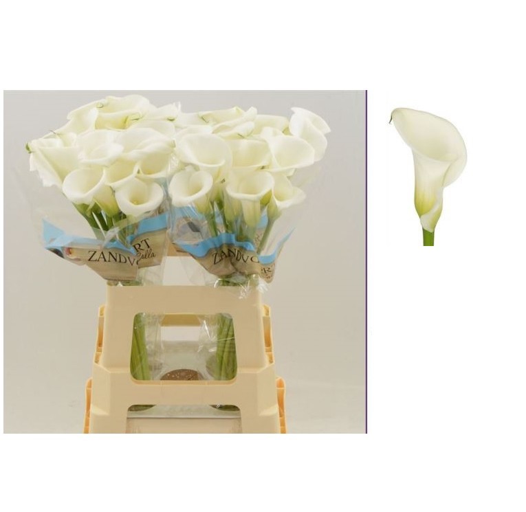 CALLA CRYSTAL BLUSH 55CM X TALLO