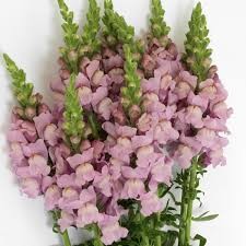 ANTIRRINUM ROSA X10